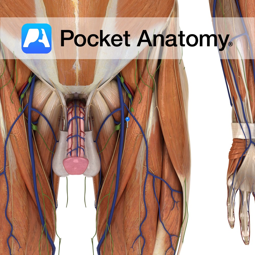 Medial Femoral Cutaneous Nerve Pocket Anatomy