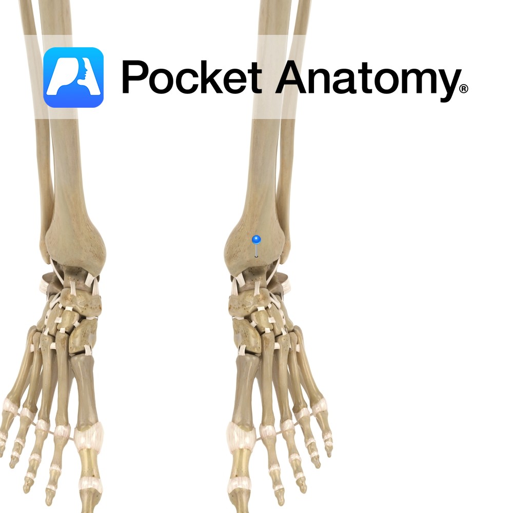 Ace This Anatomy Quiz Talocrural Joint Edition - 7ju8akq