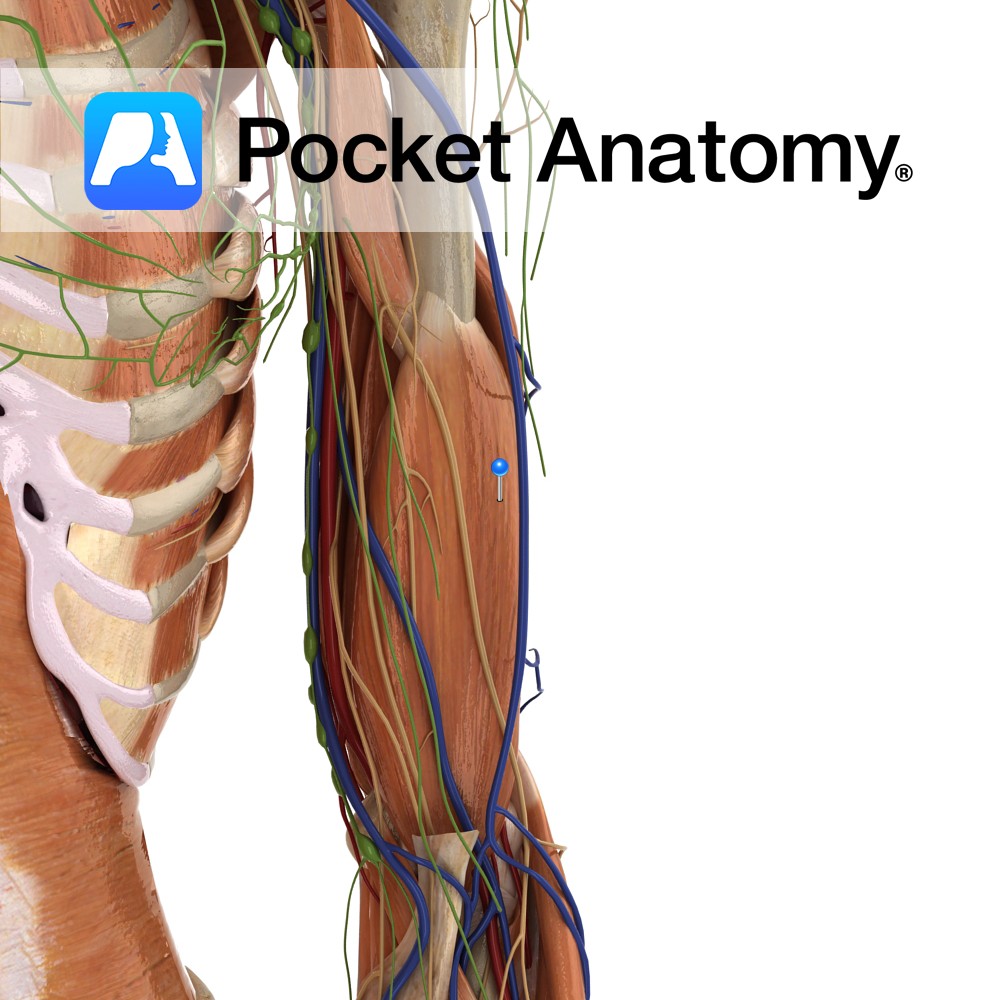 Rib - (2nd) [true rib] - Pocket Anatomy