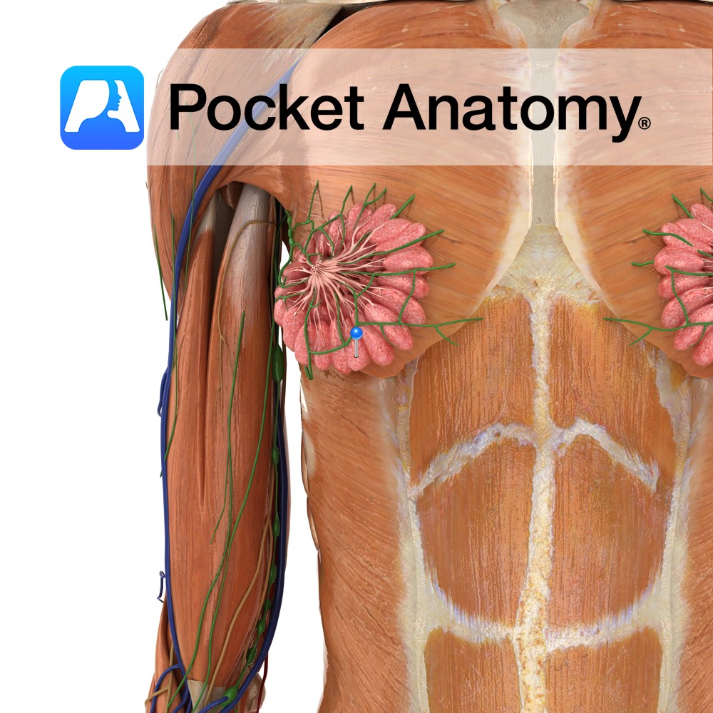 Breast Lobule - Pocket Anatomy