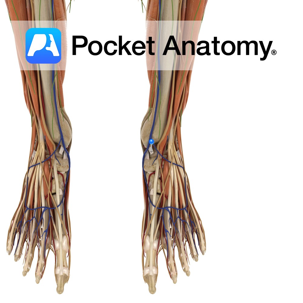 Deltoid ligament - anterior tibiotalar part - Pocket Anatomy