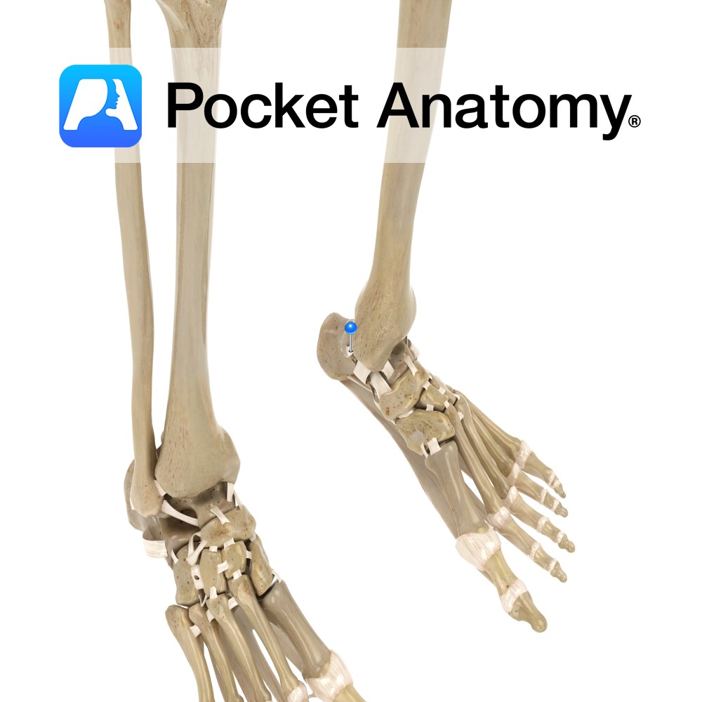 Deltoid ligament - posterior tibiotalar part - Pocket Anatomy