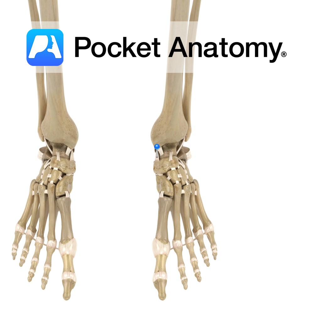 Deltoid ligament - tibionavicular part - Pocket Anatomy