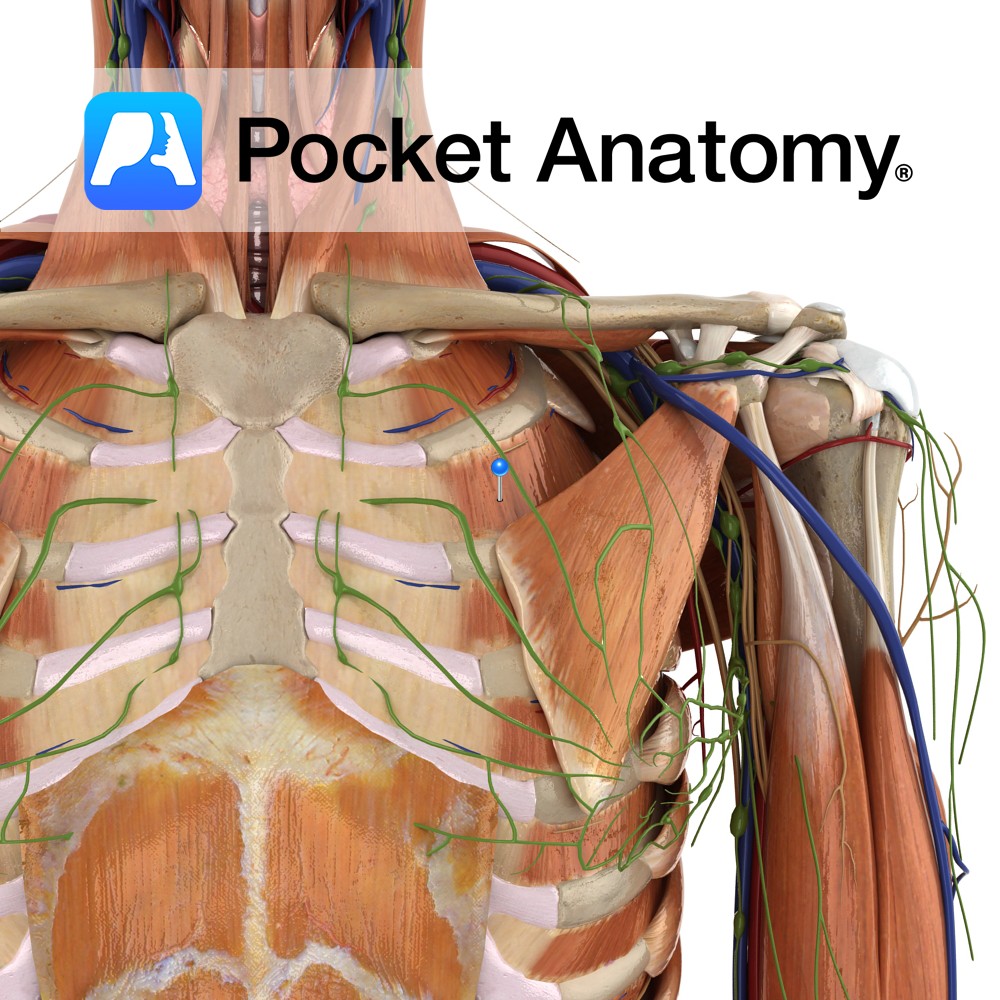 External Intercostals Pocket Anatomy