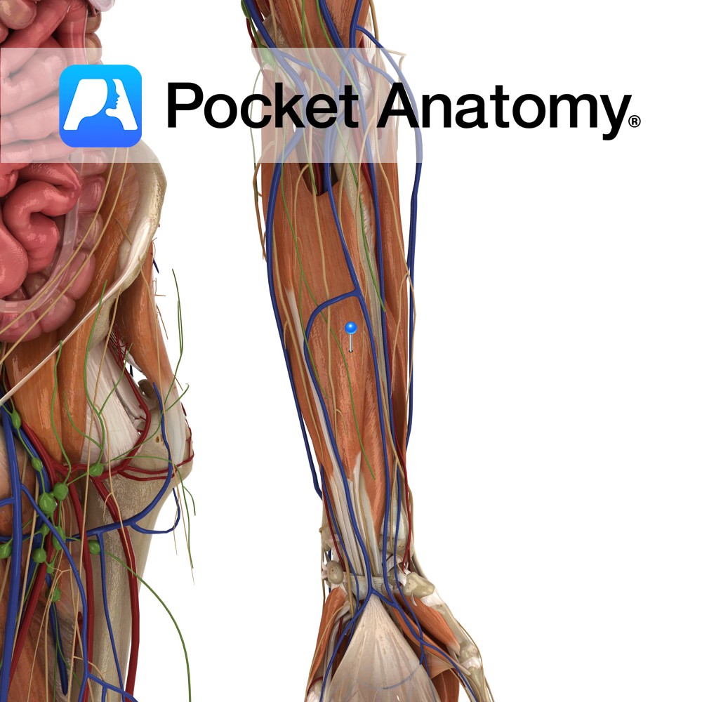 Breast - Pocket Anatomy