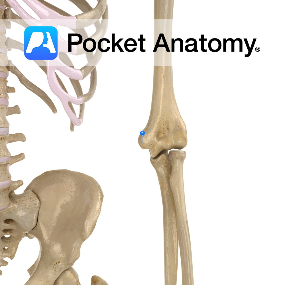 Lateral Epicondyle Humerus Free Images At Clker Com Vector Clip Art