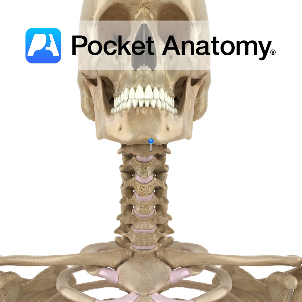 hyoid bone on skeleton