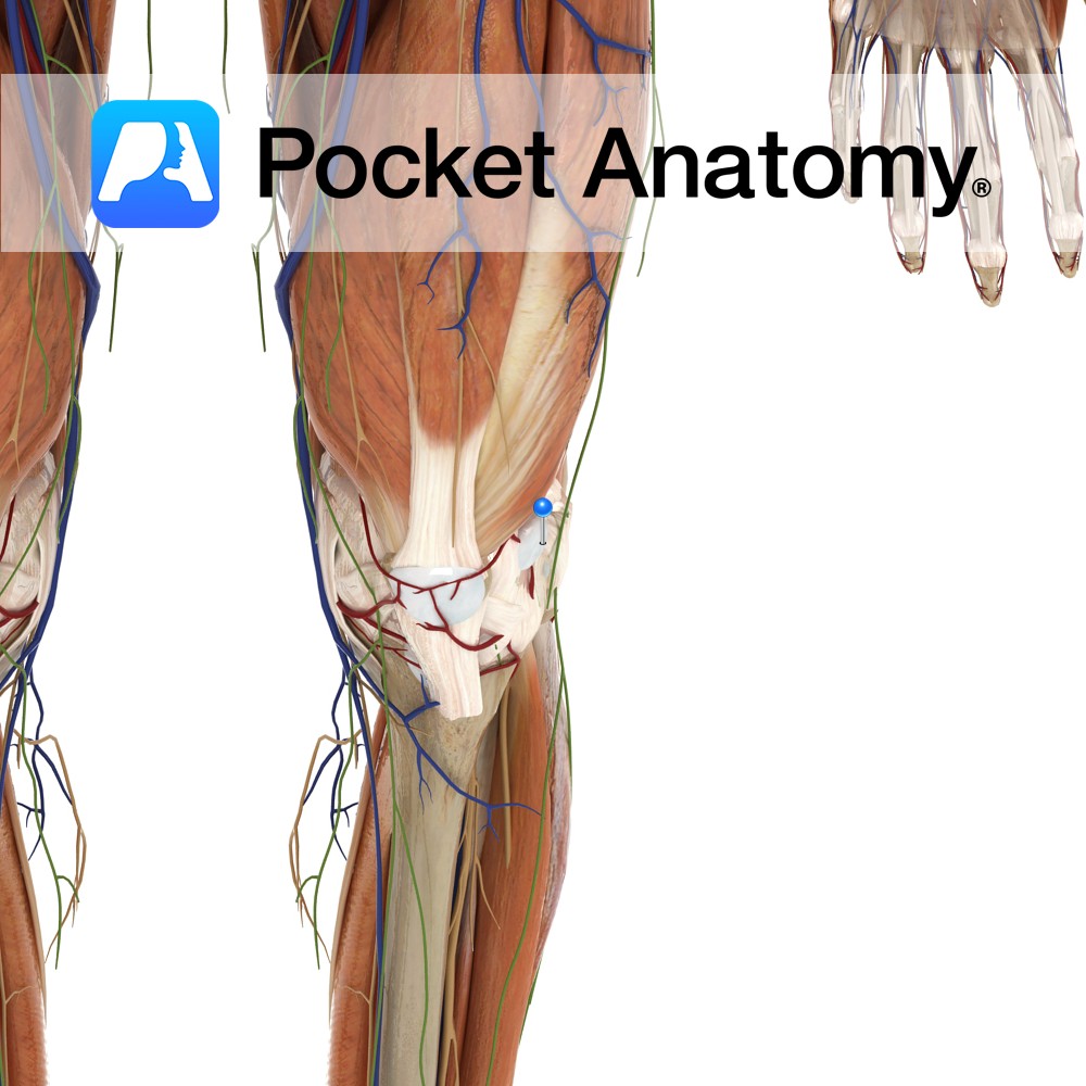 Iliotibial tract bursa - Pocket Anatomy