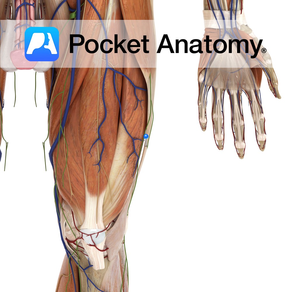 Iliotibial tract - Pocket Anatomy