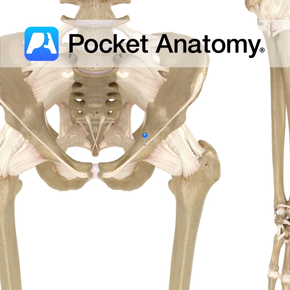 Inguinal ligament - Pocket Anatomy