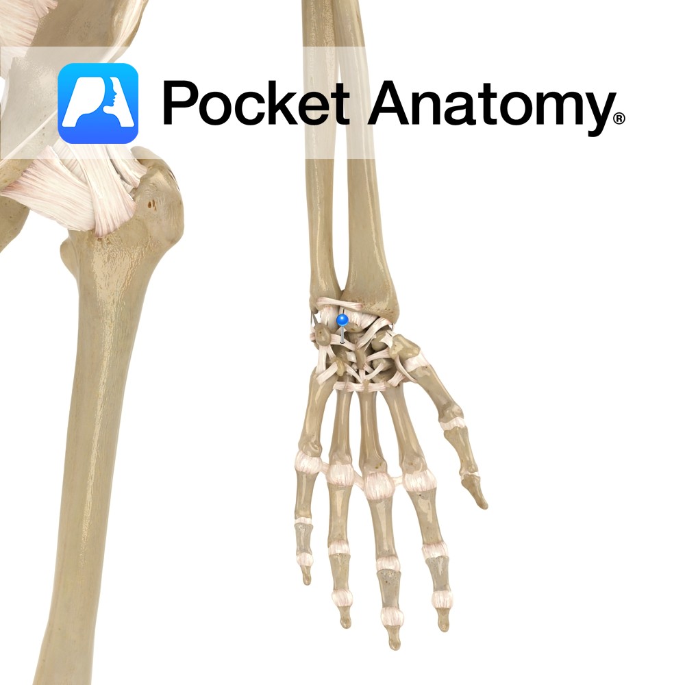 intercarpal-joints-pocket-anatomy