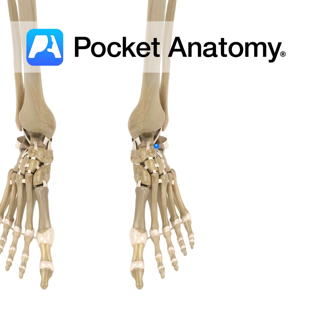 Intertarsal Joints Pocket Anatomy