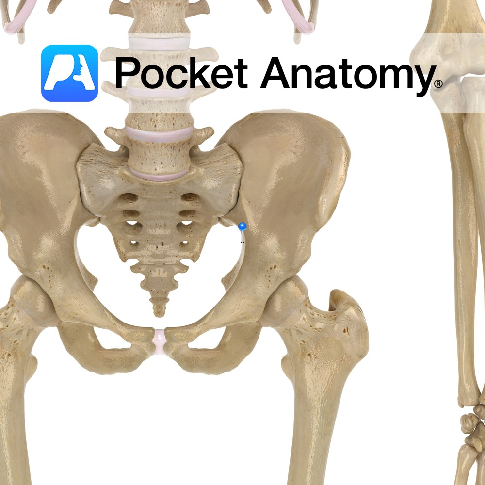 Contents Of Greater Sciatic Notch