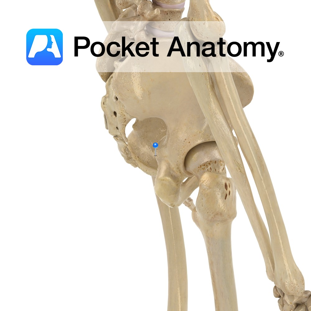 Ilium - iliac fossa - Pocket Anatomy