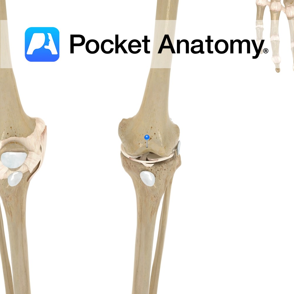 Lumbar vertebra L3 - transverse process - Pocket Anatomy