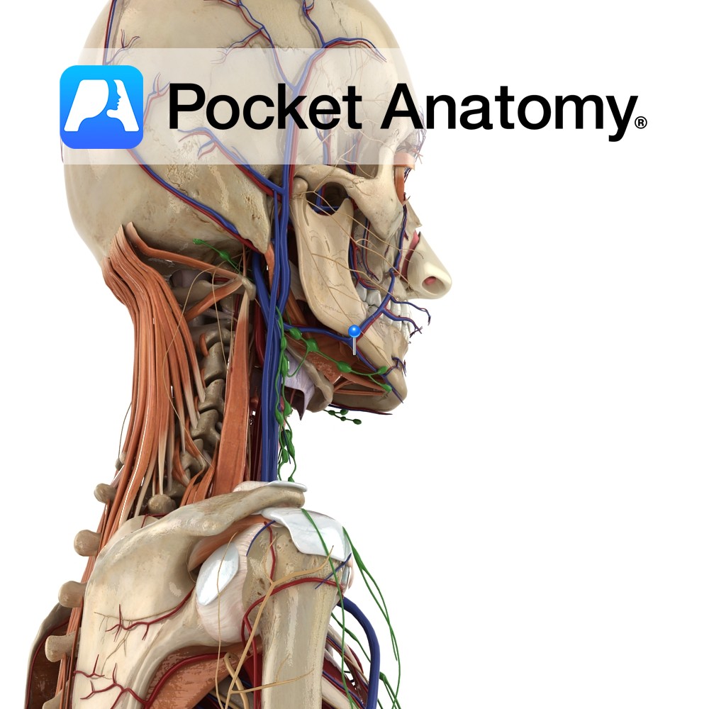 Anatomy and clinical applications of the mandibular nerve.