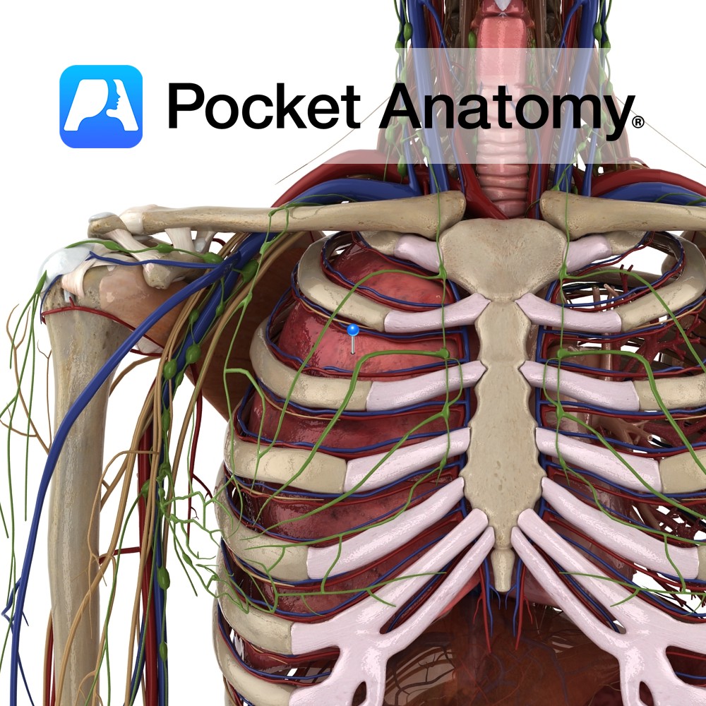Lung - Pocket Anatomy