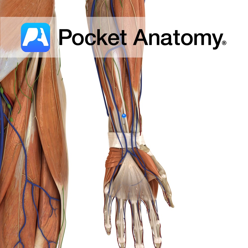 Median nerve - Pocket Anatomy