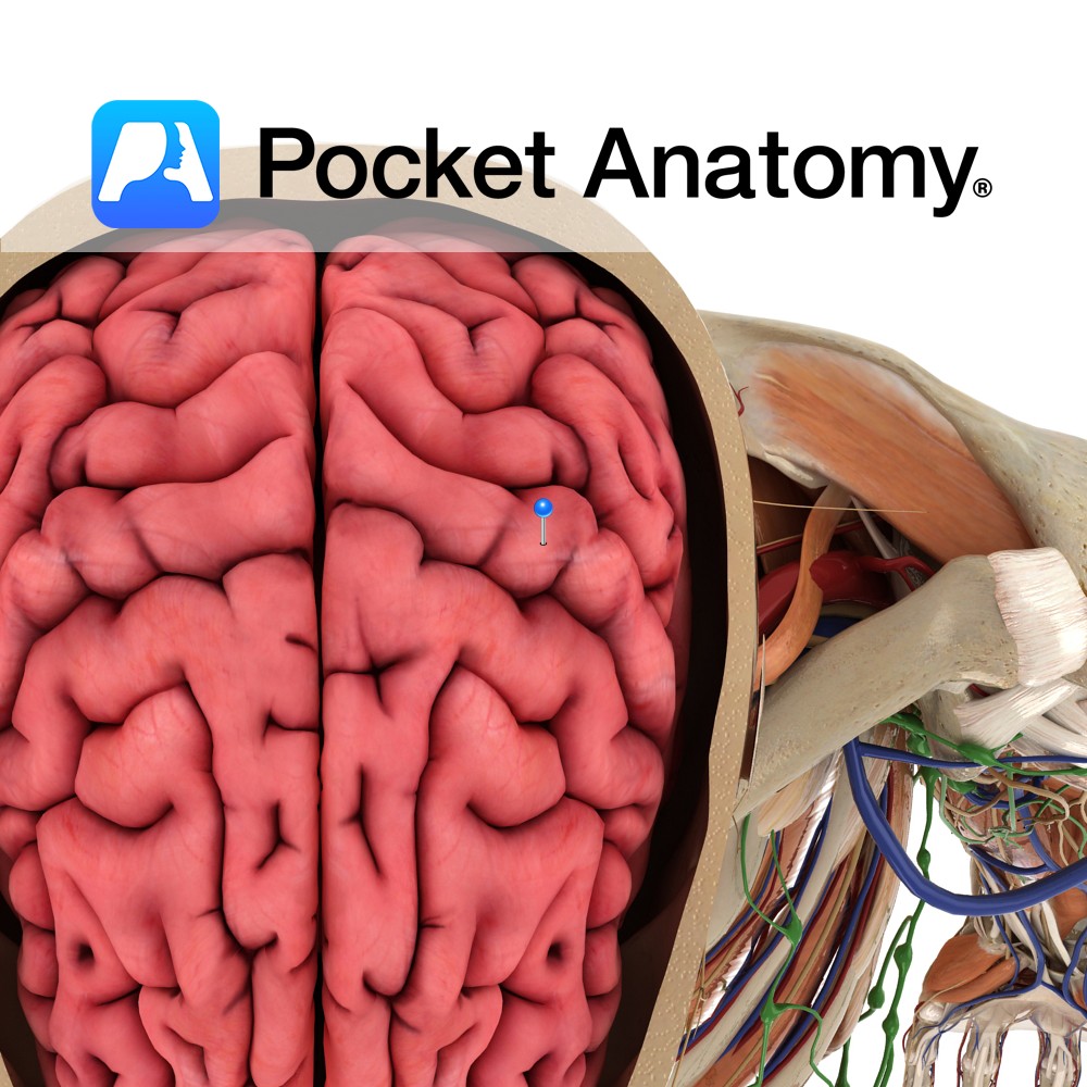 Postcentral Gyrus Pocket Anatomy