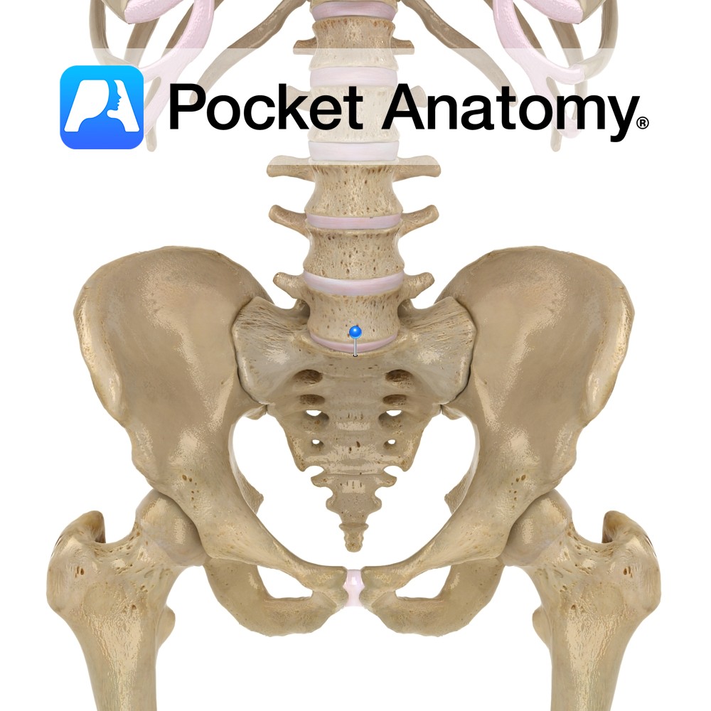 Sacrum - sacral promontory - Pocket Anatomy