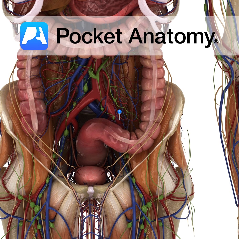 Deltoid ligament - posterior tibiotalar part - Pocket Anatomy