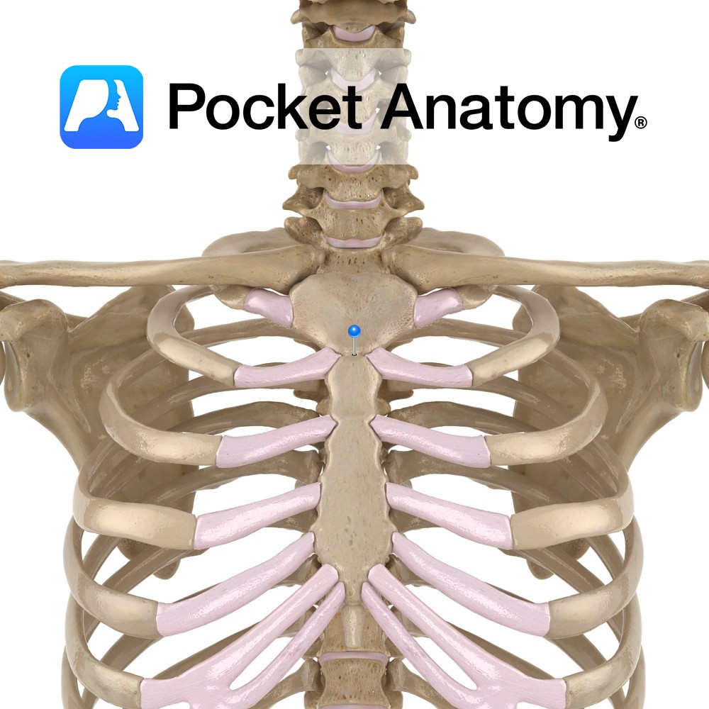 Sternum Sternal Angle Pocket Anatomy