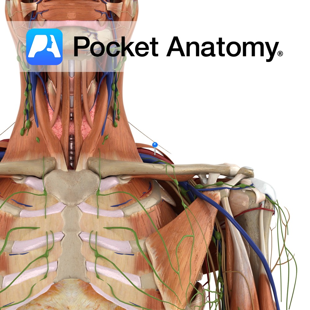 subclavian artery and vein