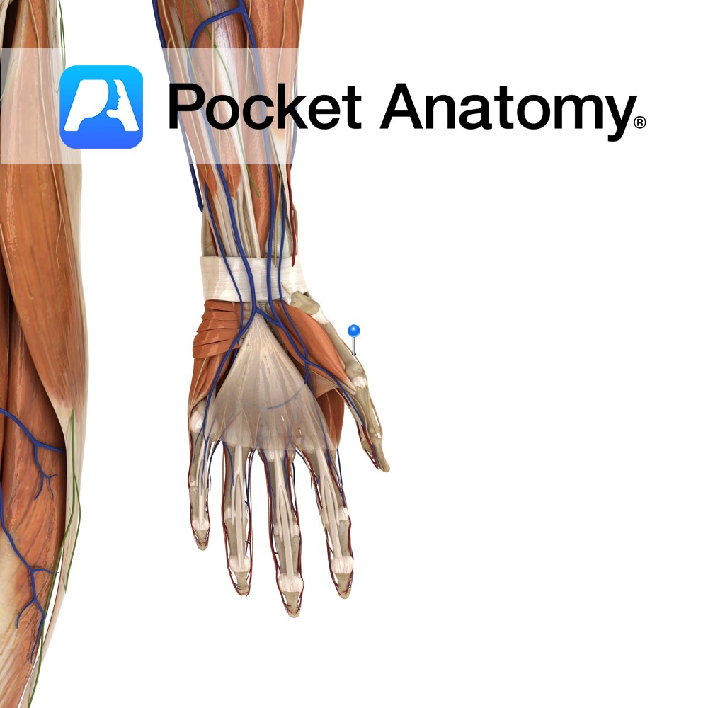 radial nerve wrist
