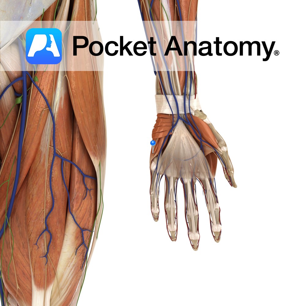 Superficial branch ulnar nerve - Pocket Anatomy