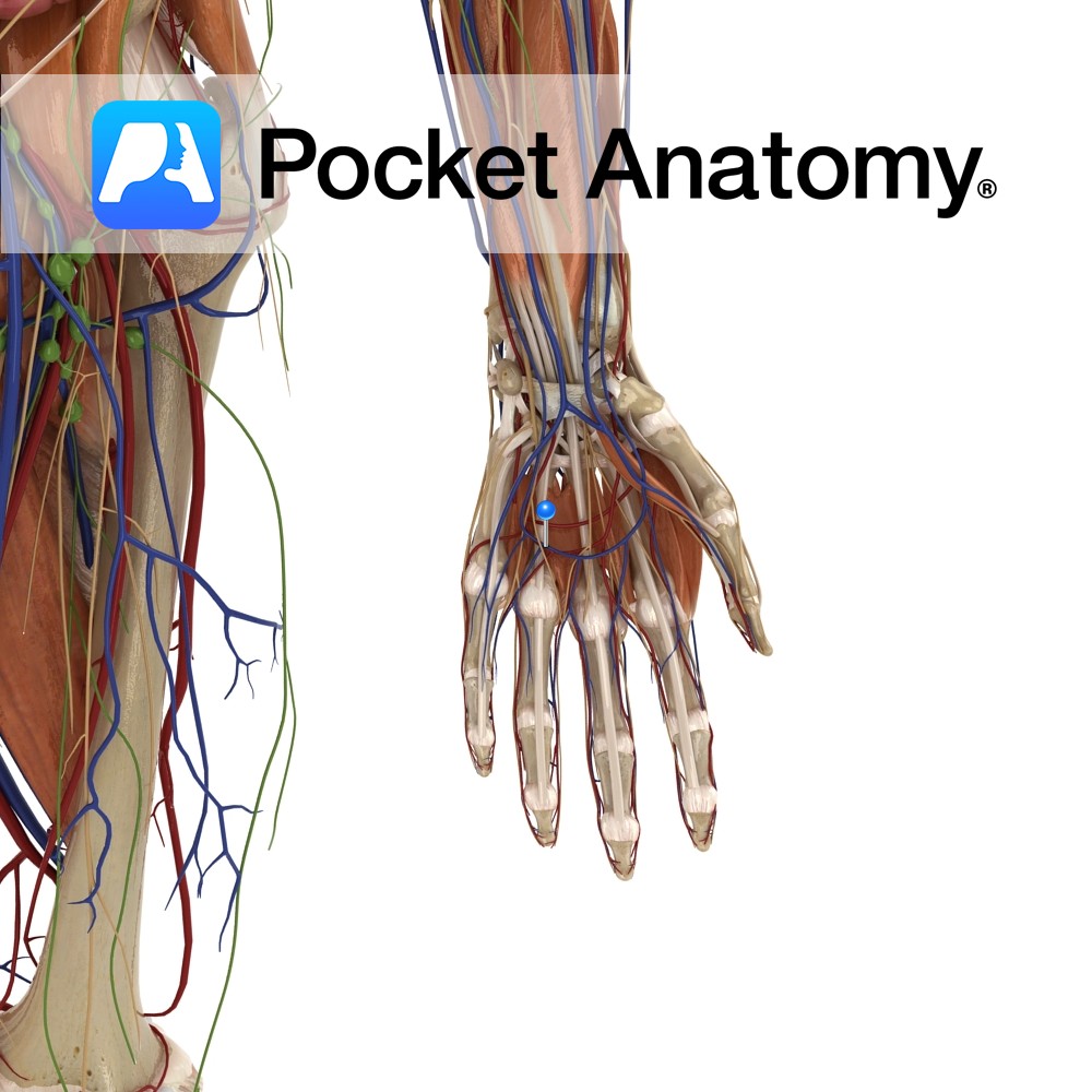 Superficial Palmar Venous Arch Pocket Anatomy