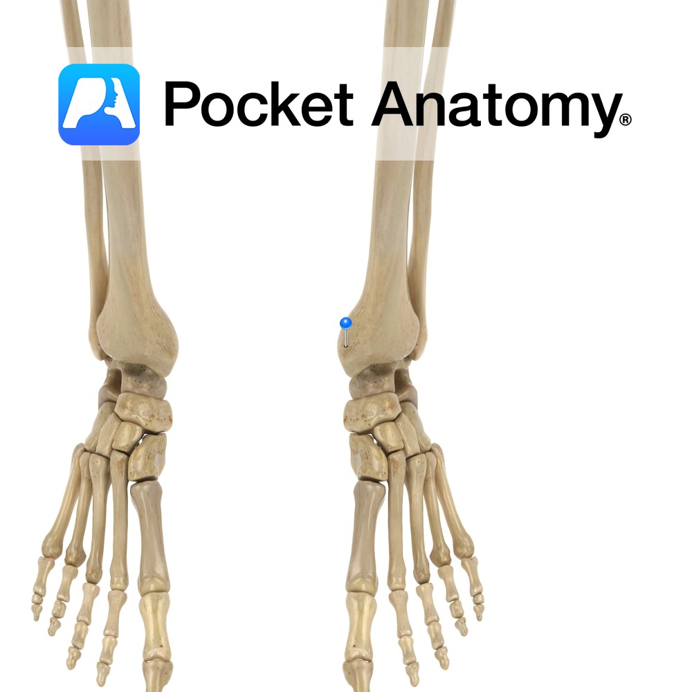 tibia-medial-malleolus-pocket-anatomy