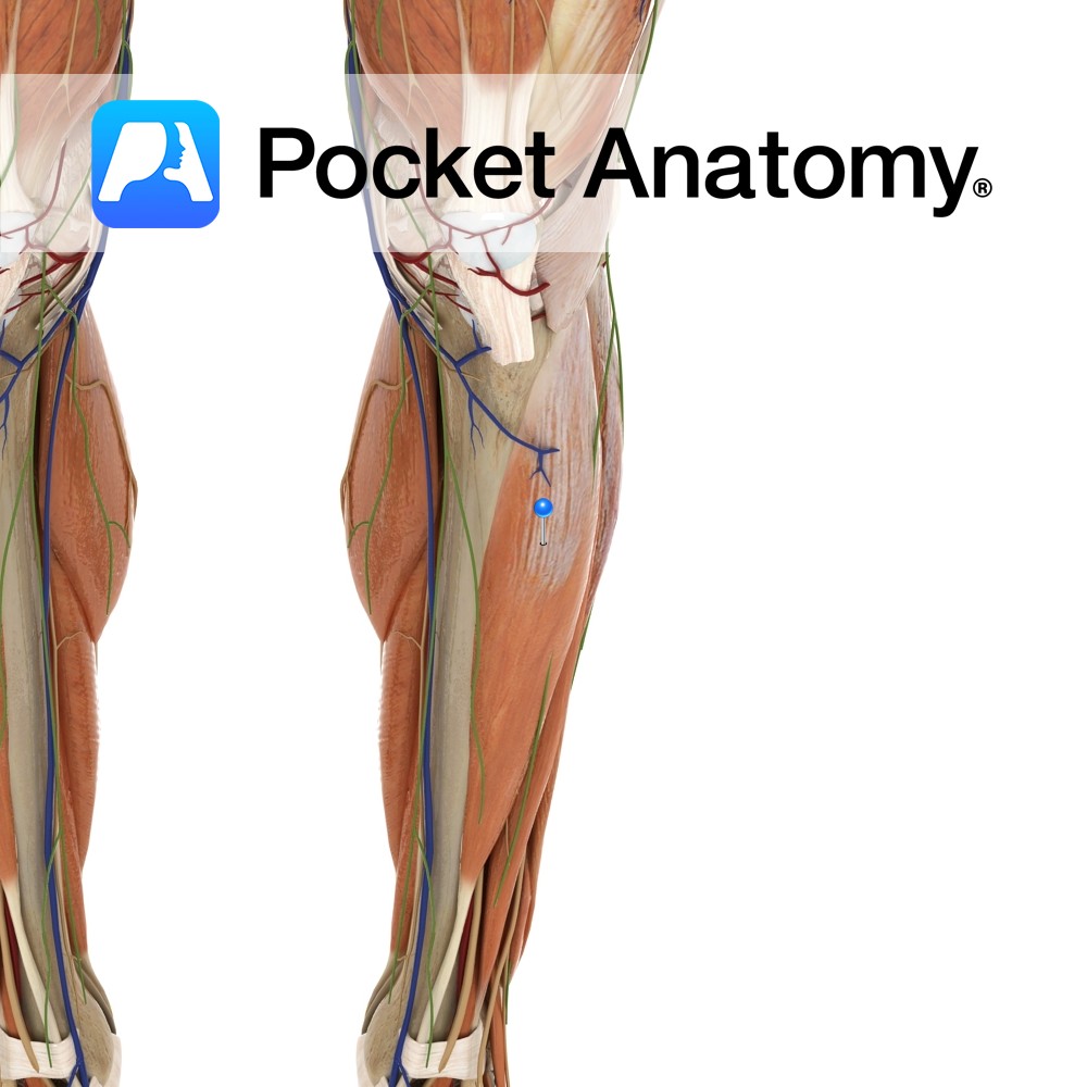 Blog - Page 6 of 83 - Pocket Anatomy