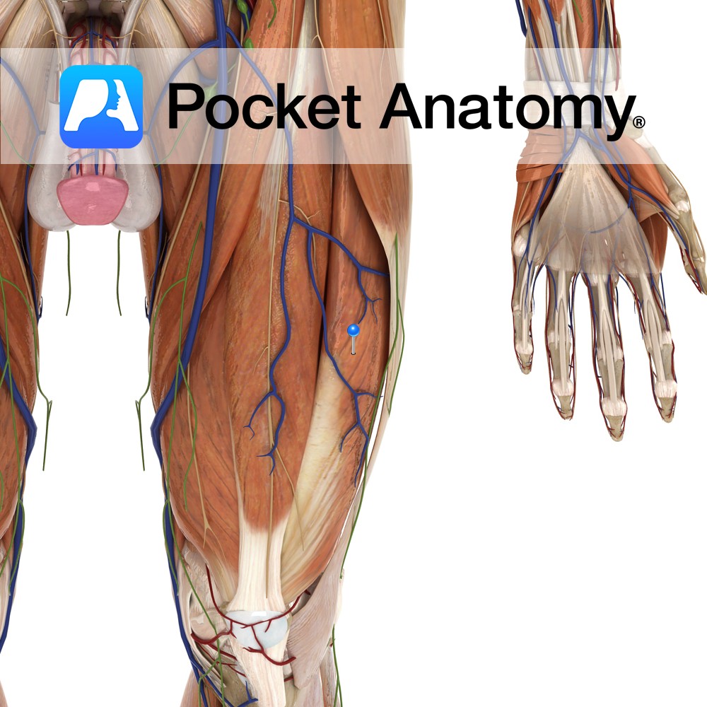 Vastus Lateralis Pocket Anatomy