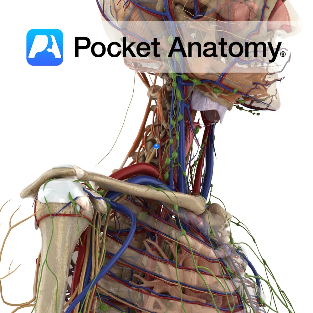 Vertebral artery