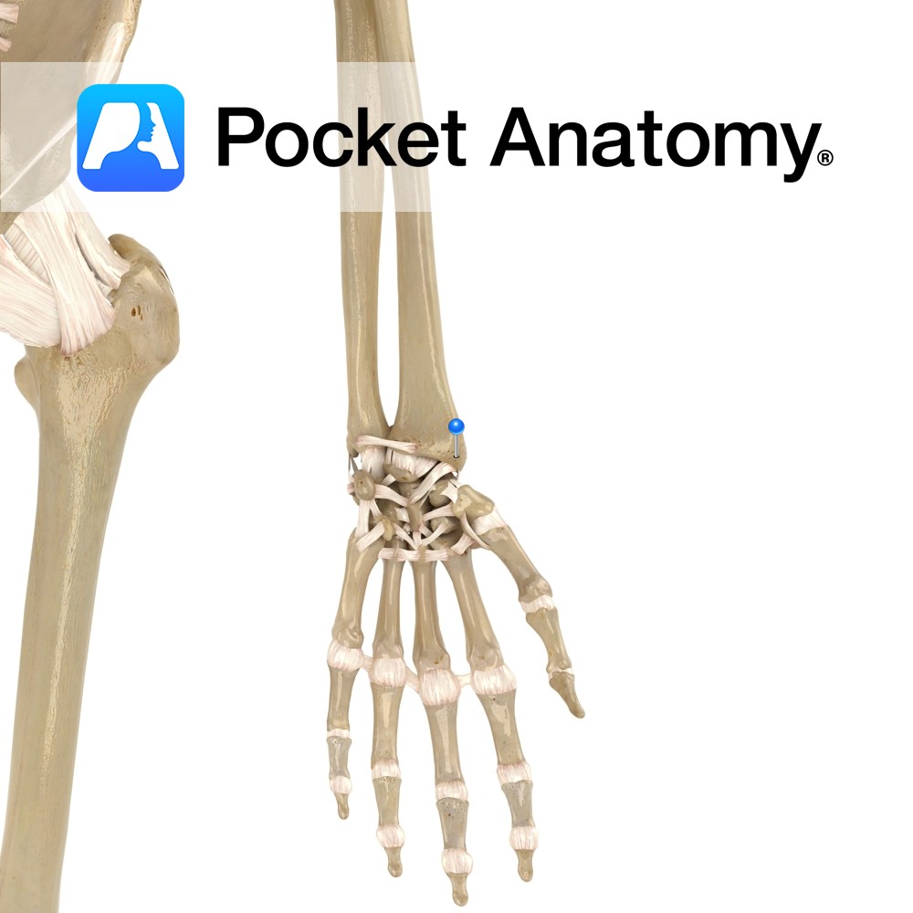 Wrist (radiocarpal joint)