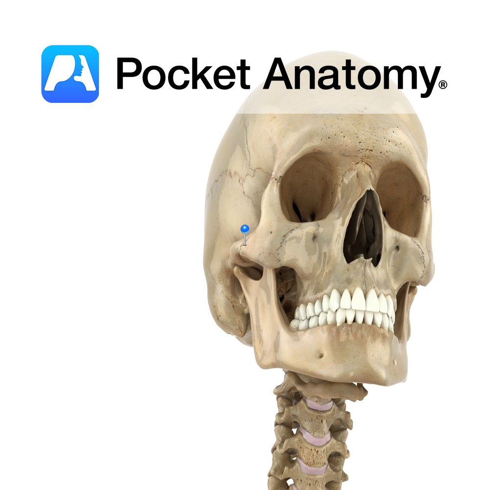 zygomatic anatomy