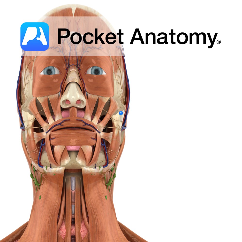 lateral thoracic artery