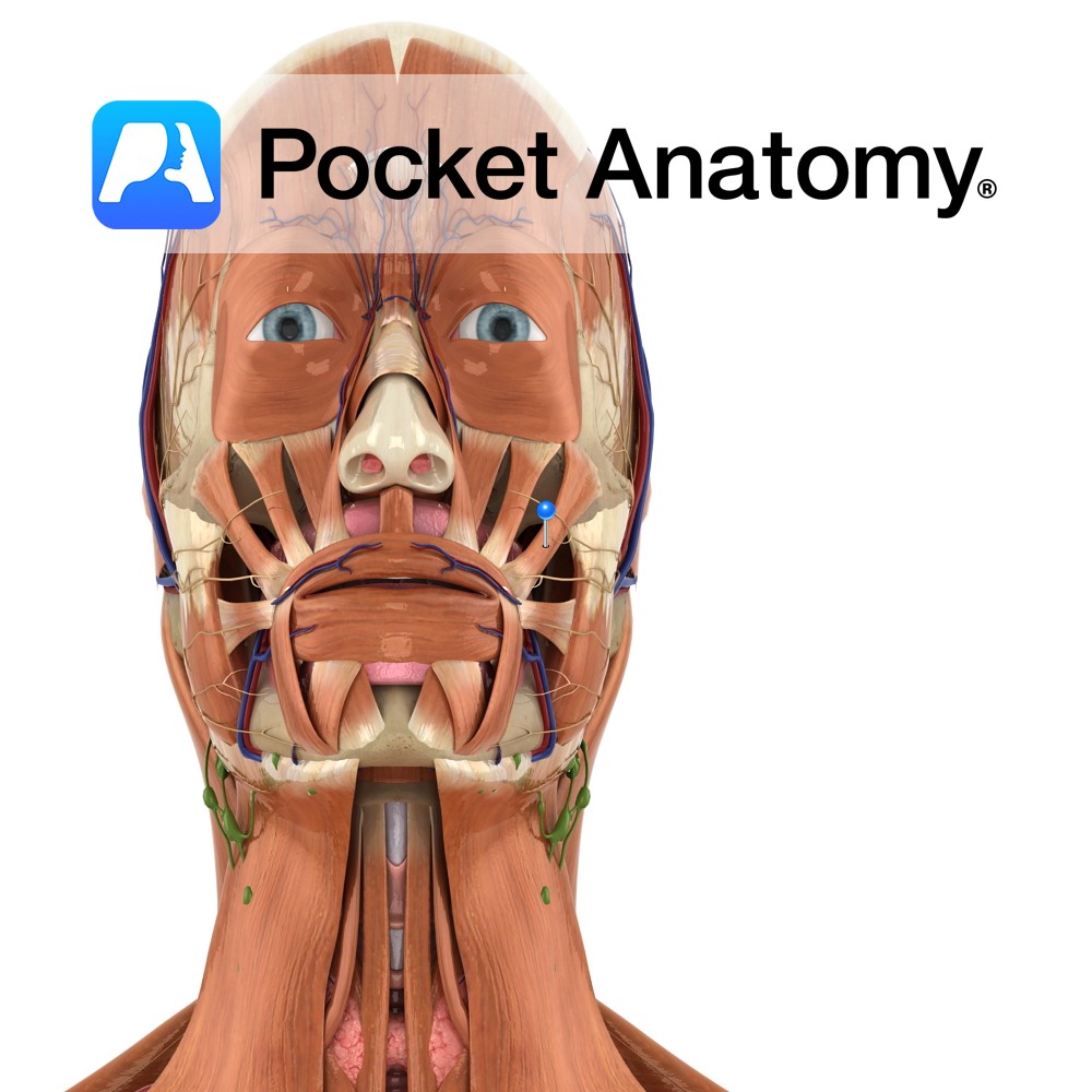 Zygomaticus major Pocket Anatomy