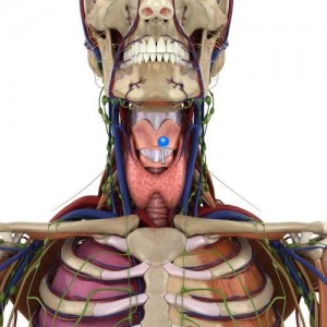 Cartilage cricoïde / Image 3D et Description