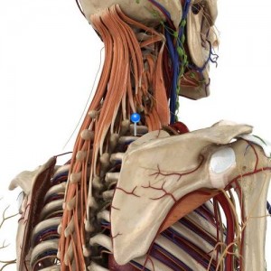 Intercostal Nerve / 3D image and Description